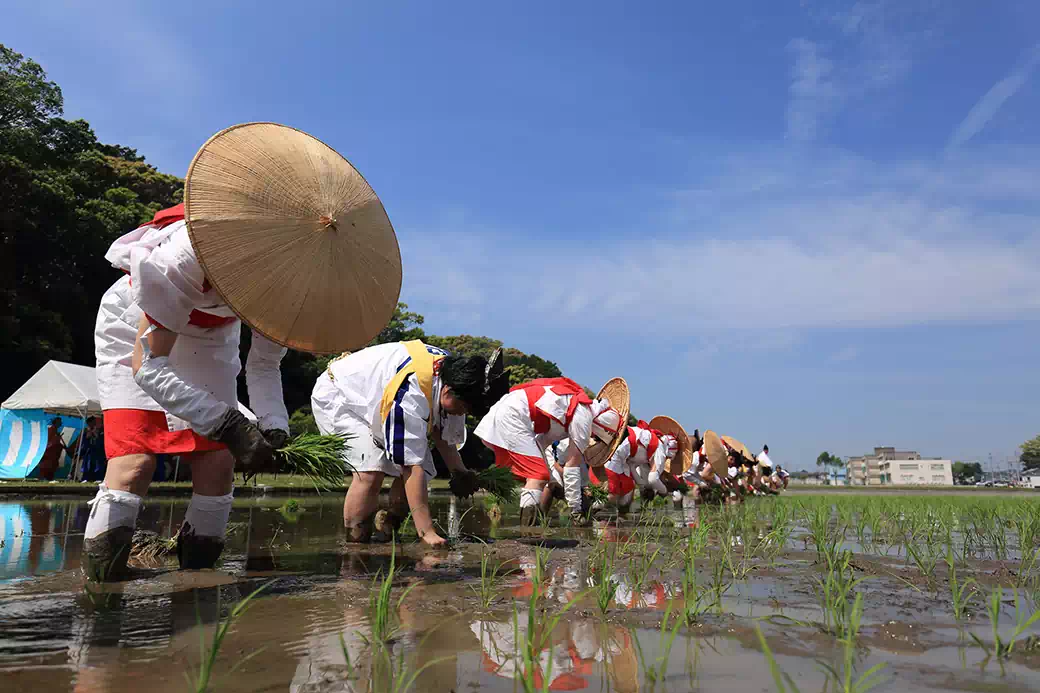 5月上旬　神田御田植初