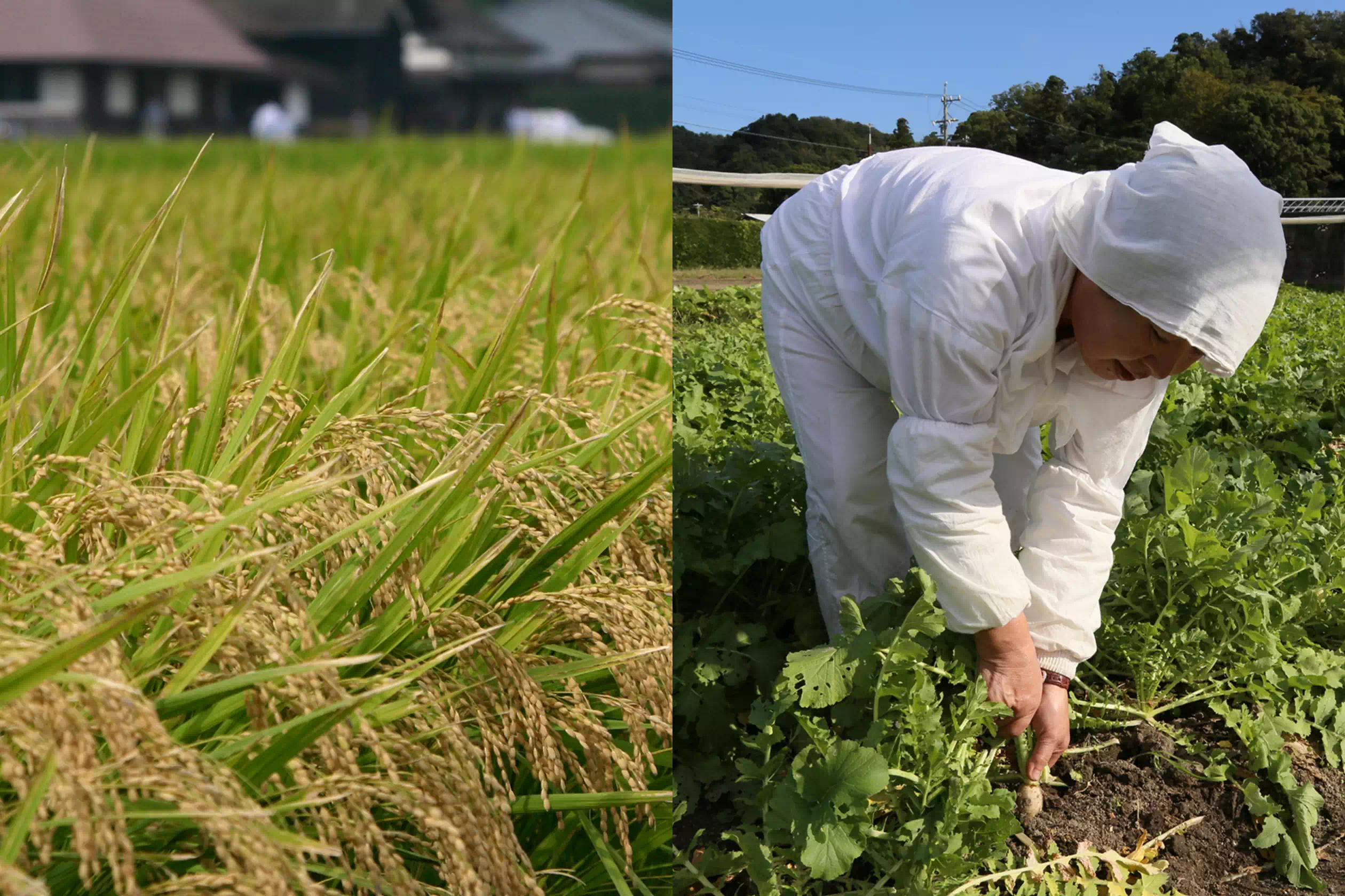 神宮のお米と野菜
