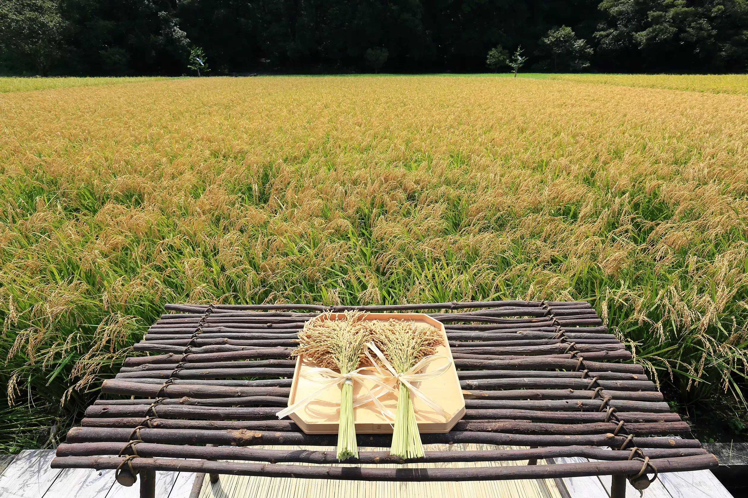 神宮神田と稲穂