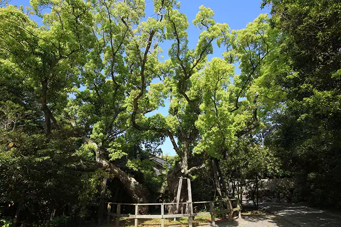 その他の見どころ　清盛楠（きよもりぐす）