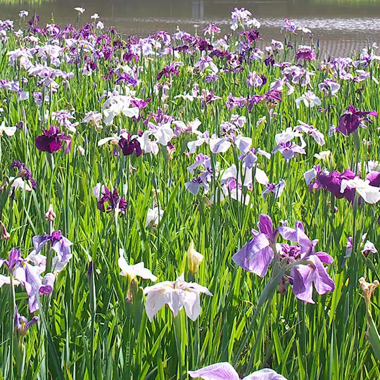まがたま池の花菖蒲
