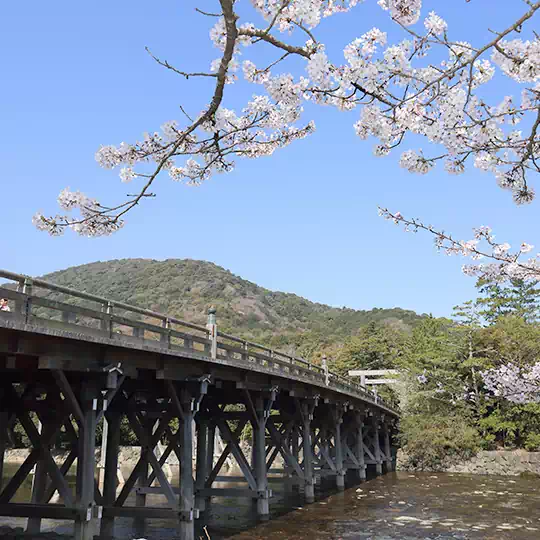 宇治橋と桜