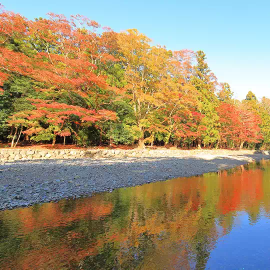 五十鈴川（いすずがわ）の紅葉