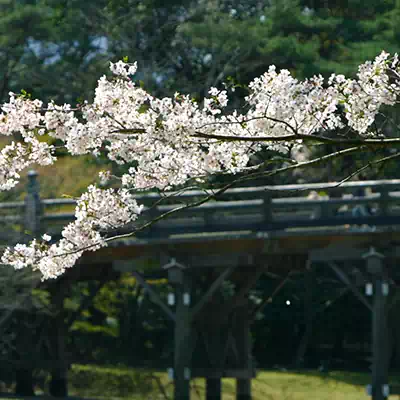 桜と宇治橋