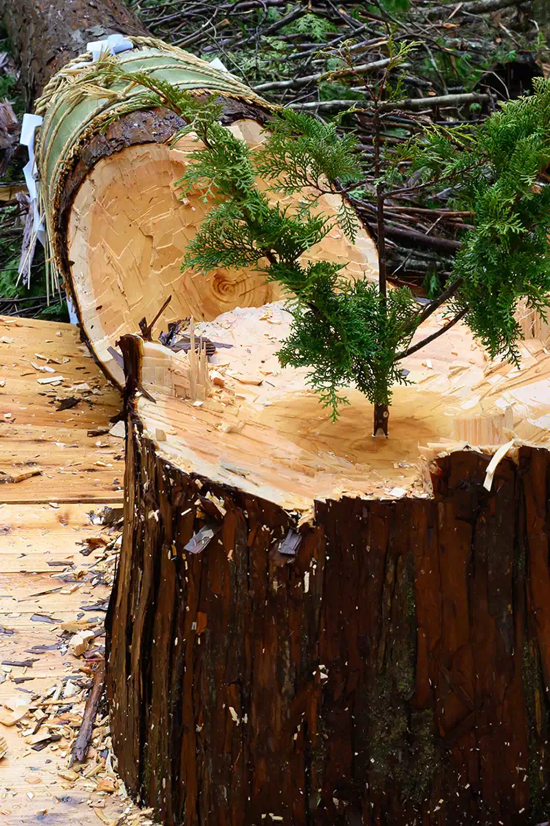 切株に梢を刺して感謝を表す「鳥総（とぶさ）立て」の様子