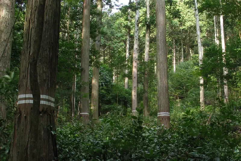 成長が期待できる檜にはペンキで印が付けられる