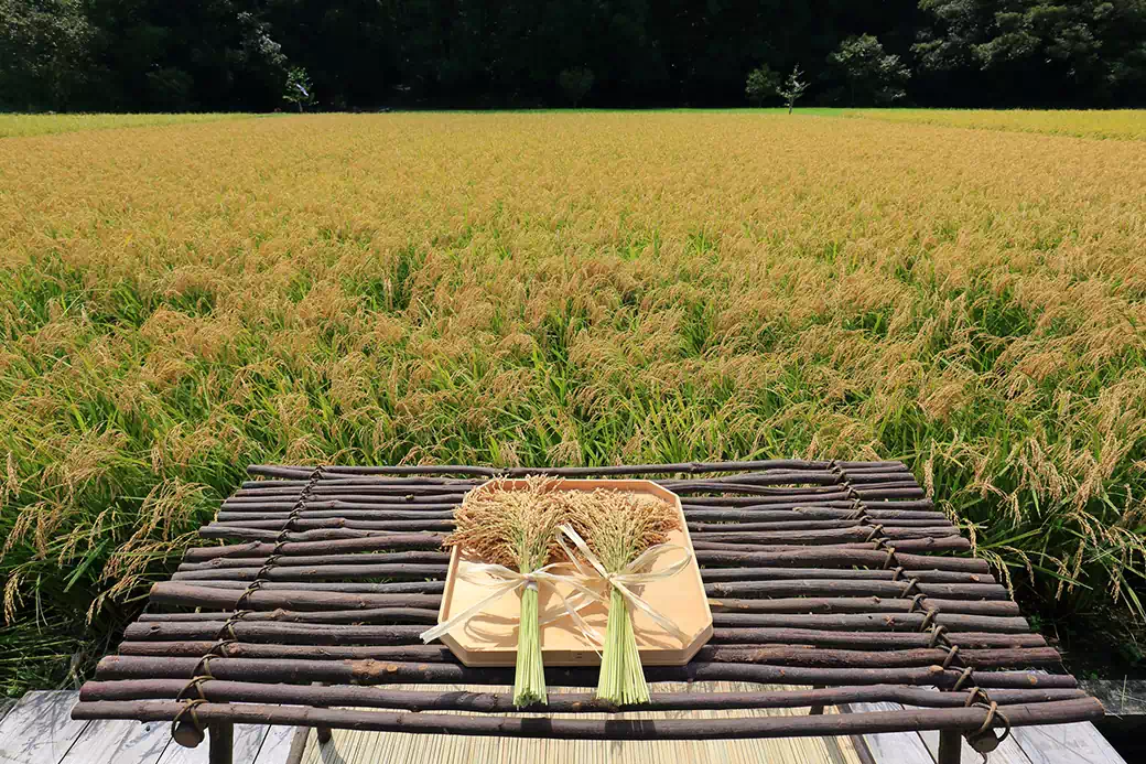 神宮神田で収穫された新穀